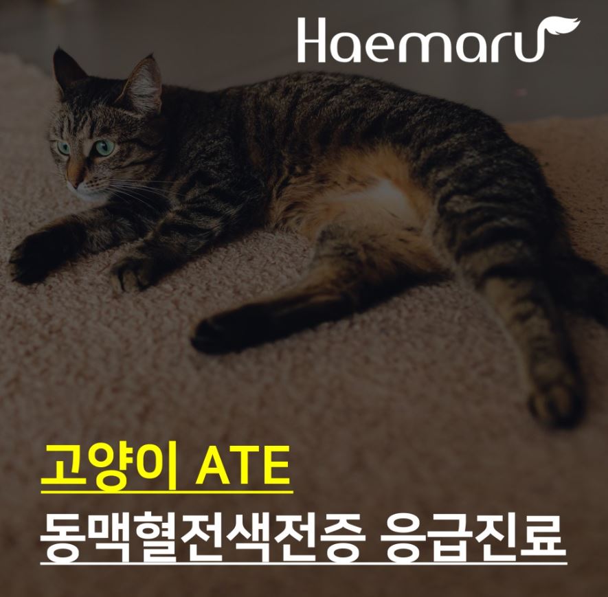 진료케이스 이미지