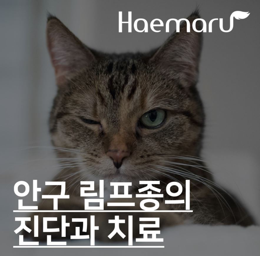 진료케이스 이미지