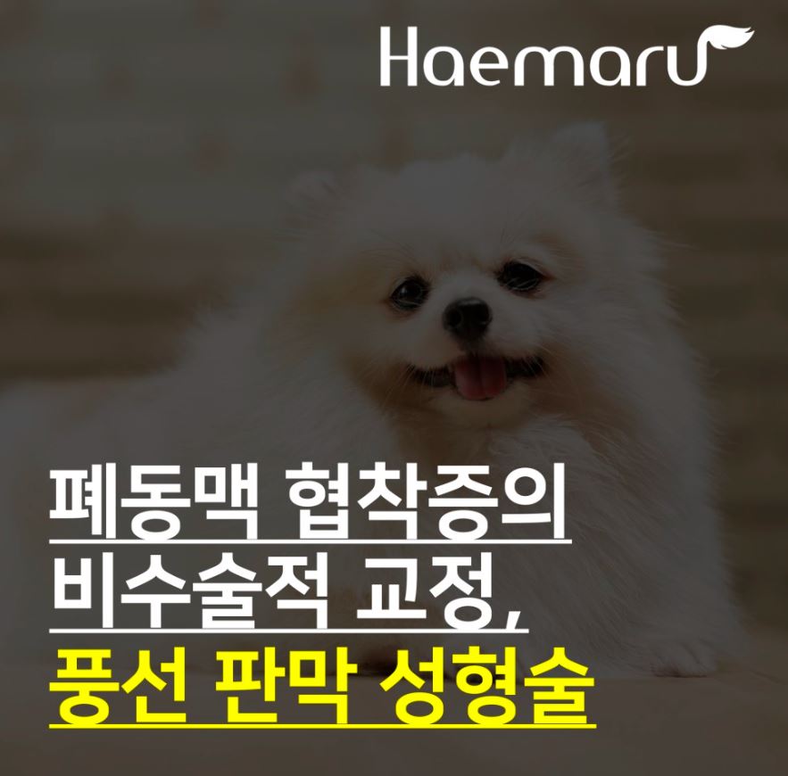 강아지 폐동맥 협착증(PS)의 비수술적 교정, 풍선 판막성형술 썸네일