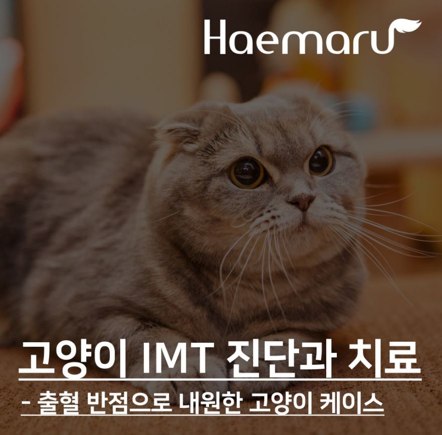 고양이 IMT 진단과 치료 사례 - 출혈 반점으로 내원한 고양이 썸네일