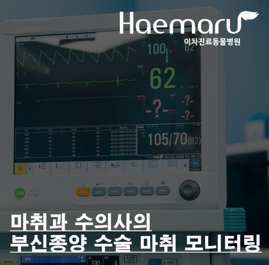 마취과 수의사의 "강아지 부신 종양 수술 마취 모니터링과 주의사항" 썸네일