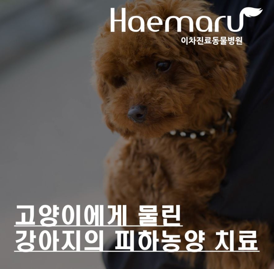 고양이에게 물린 강아지 피하농양 외상 치료 썸네일