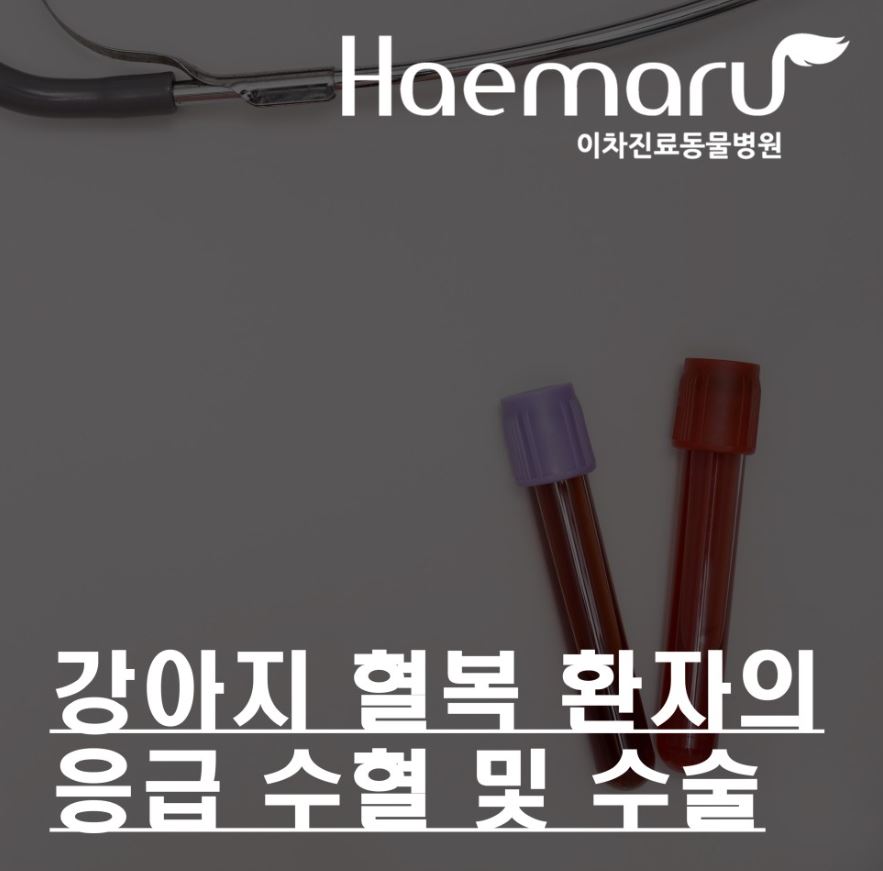 강아지 혈복 Hemoabdomen 환자의 응급수혈, 수술 썸네일