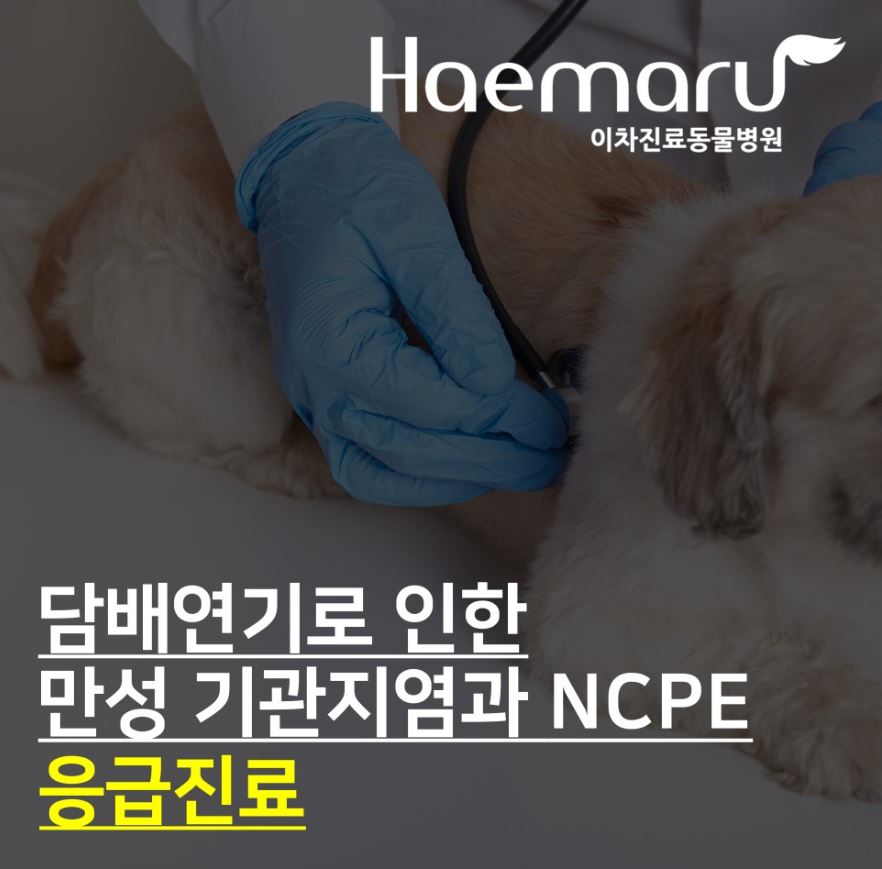 호흡곤란 응급진료 - 담배 연기로 인한 만성 기관지염과 NCPE 썸네일