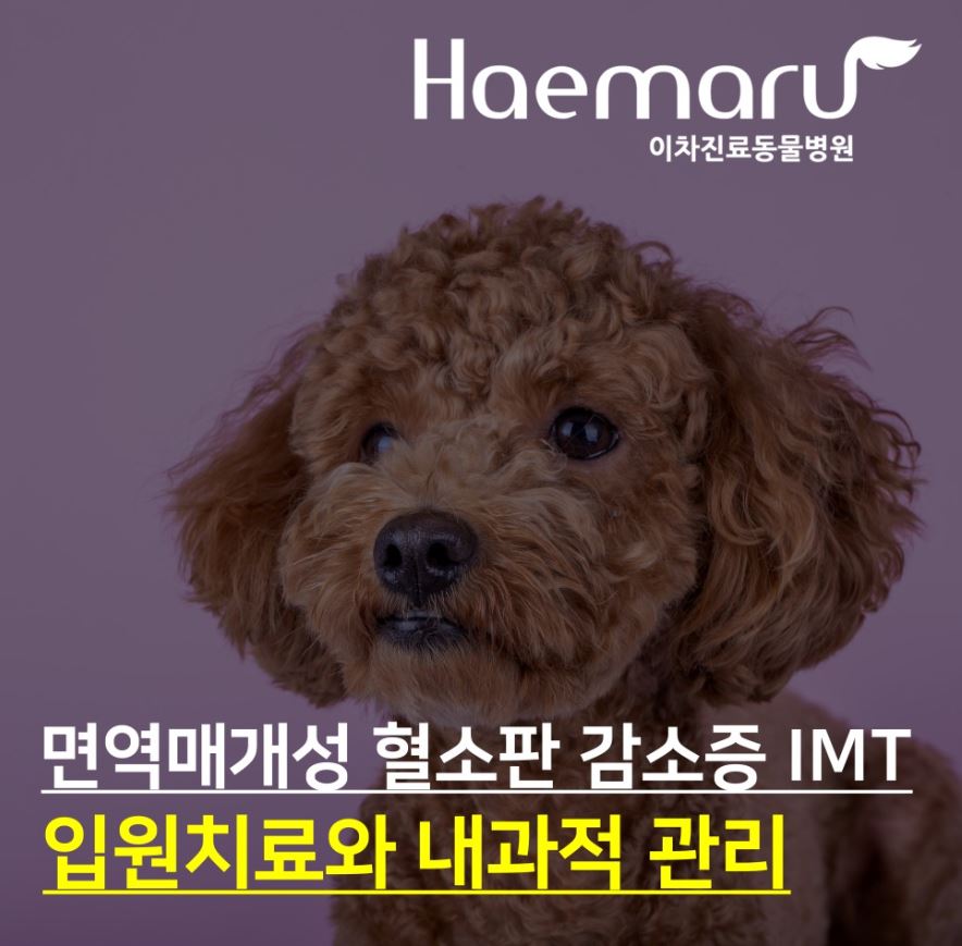 난치성 면역매개성 혈소판 감소증 IMT 입원치료와 내과적 관리 썸네일