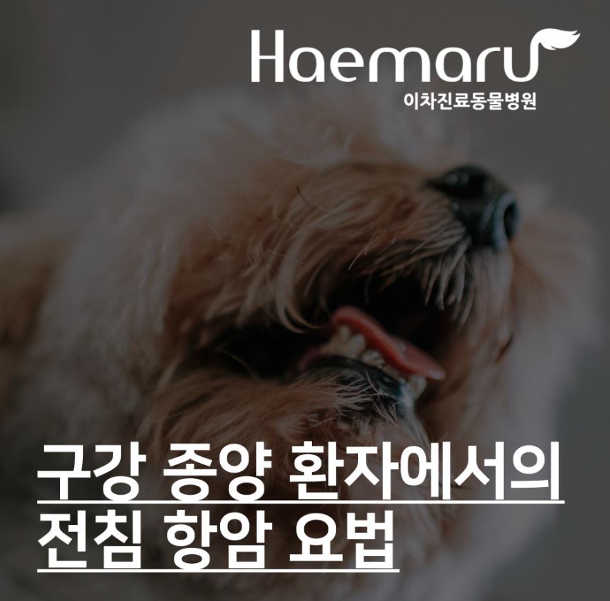 진료케이스 이미지