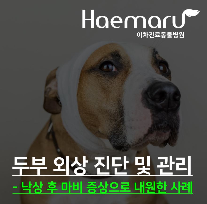 강아지 두부 외상의 진단 및 관리(낙상 후 마비 환자) 썸네일