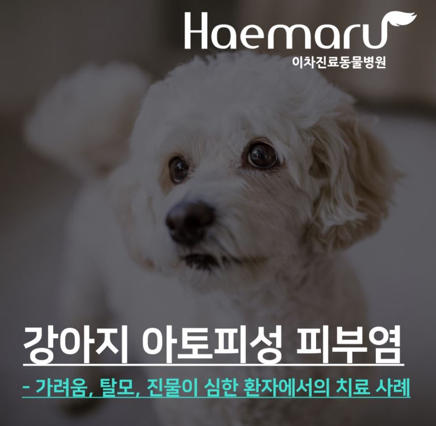 강아지 아토피성 피부염 치료케이스 썸네일