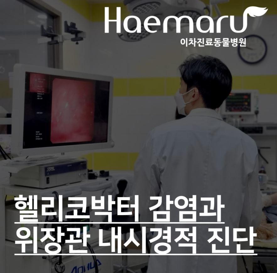 만성 구토의 원인! 헬리코박터 감염 위장관 내시경적 진단 썸네일