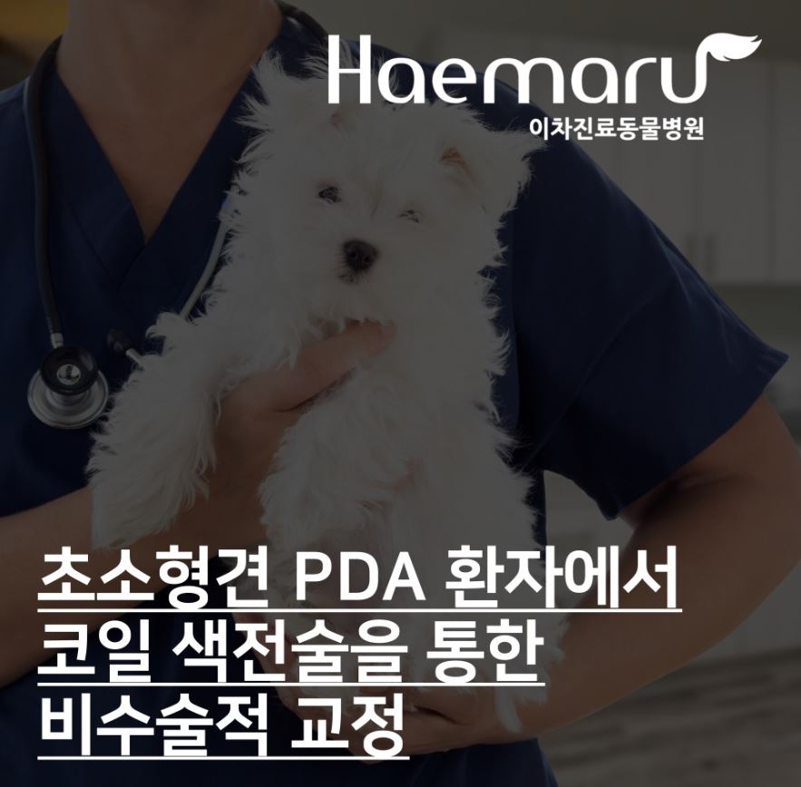 초소형견 PDA 환자에서 코일 색전술을 통한 비수술적 교정 썸네일