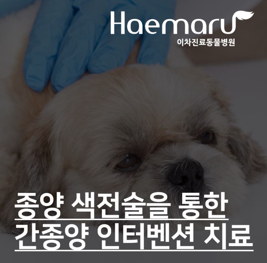 진료케이스 이미지