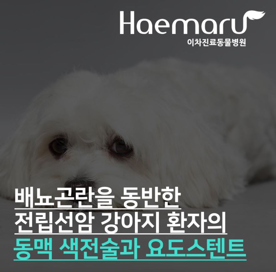 배뇨장애를 동반한 강아지 전립선암 환자의 동맥 색전술과 요도 스텐트 썸네일