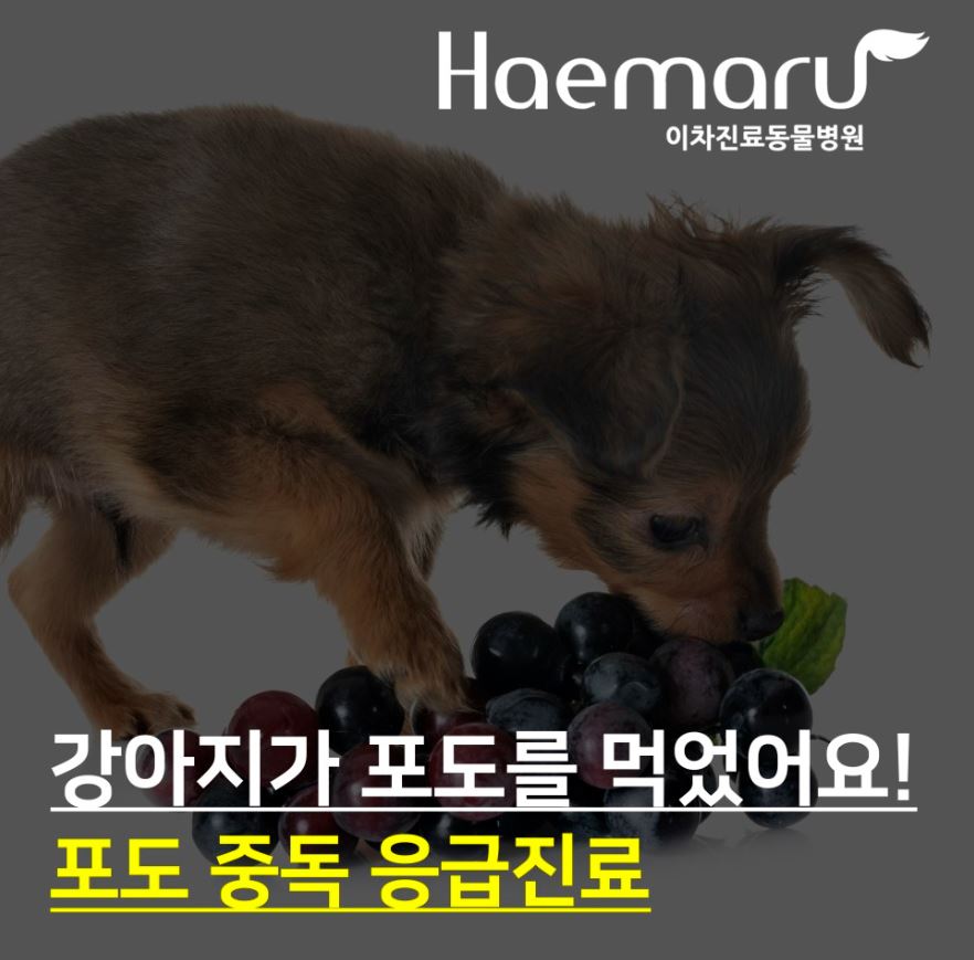 강아지가 포도를 먹었어요! 응급진료 사례 썸네일