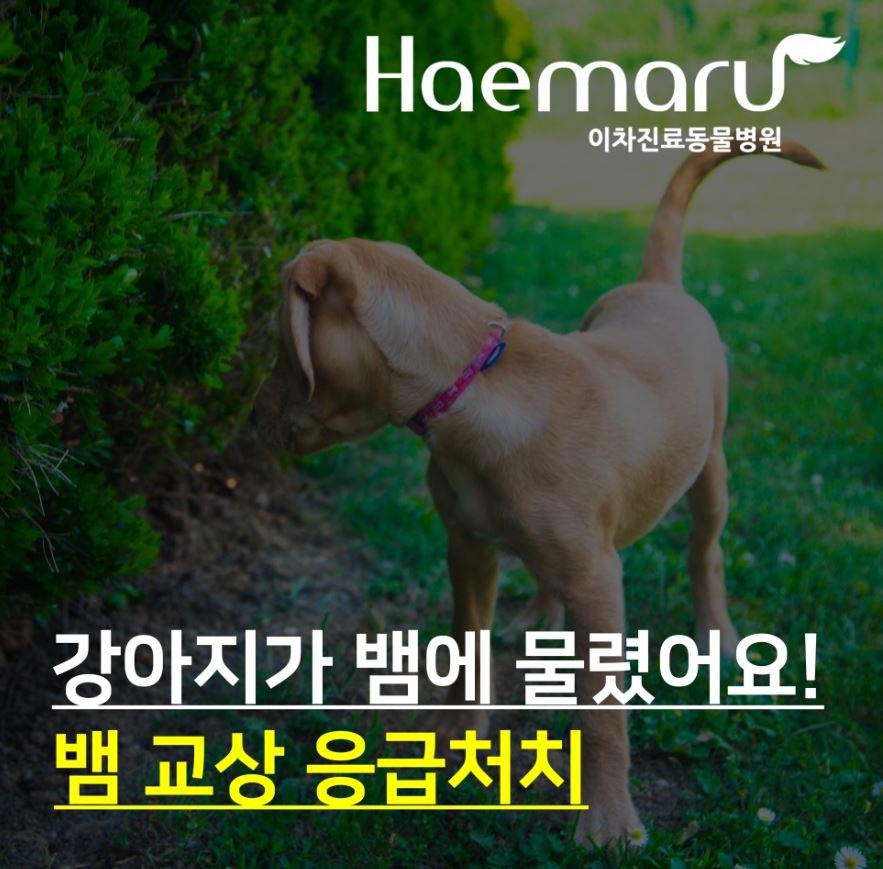 강아지가 뱀에 물렸어요! 뱀교상 응급처치 썸네일