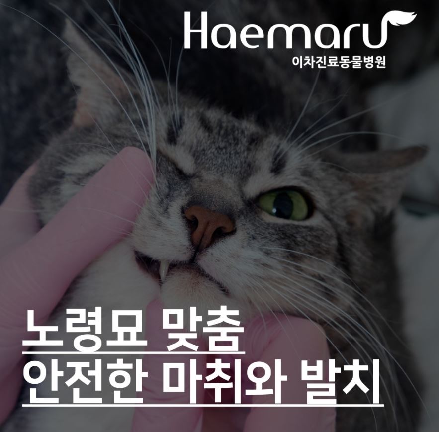 진료케이스 이미지