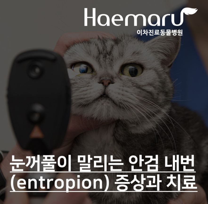 진료케이스 이미지