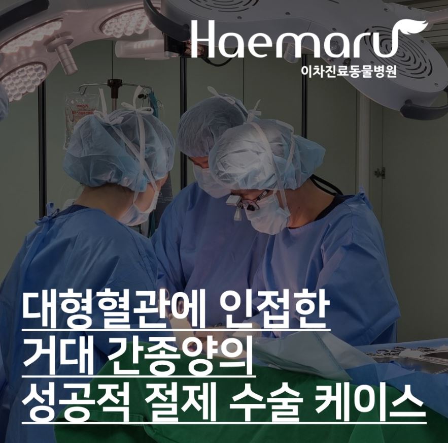 노령 강아지의 거대 간암 수술 썸네일