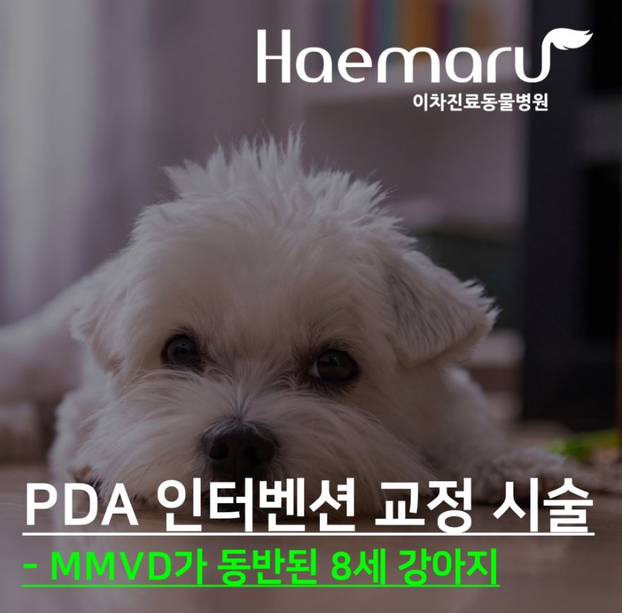 MMVD 동반 노령견에서의 PDA 인터벤션 교정 썸네일