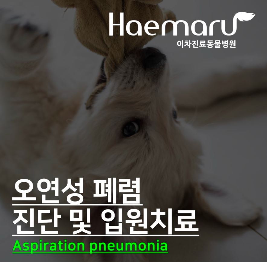 강아지 오연성 폐렴 Aspiration pneumonia 진단 및 입원치료 썸네일