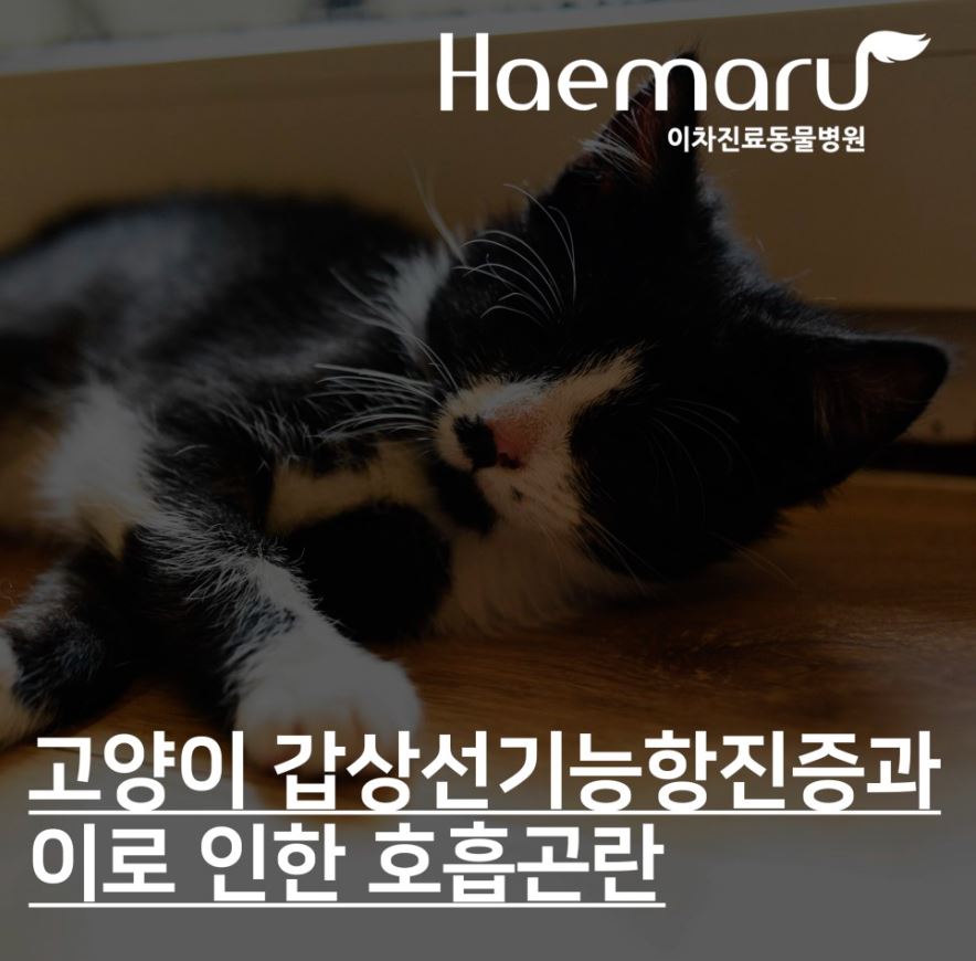 진료케이스 이미지