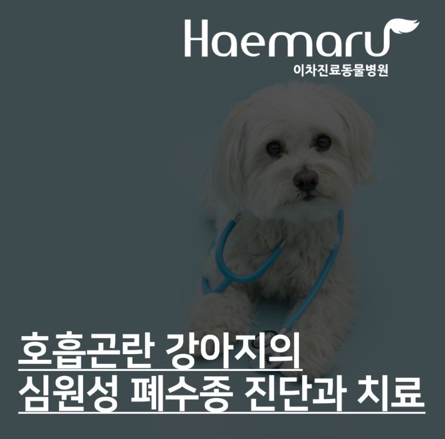 진료케이스 이미지