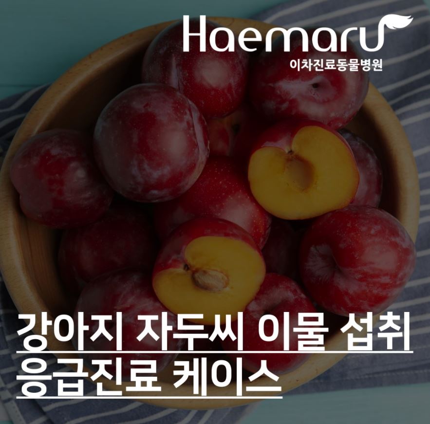 강아지 위 내 이물 제거 - 자두 씨를 삼켜 내원한 응급환자 썸네일