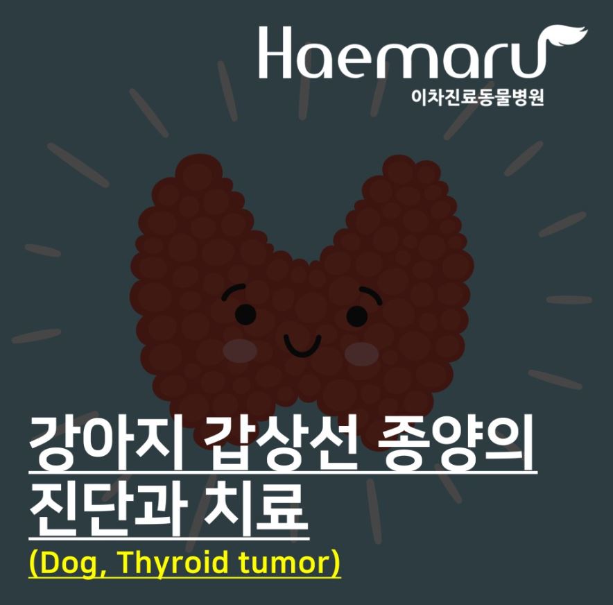 강아지 갑상선 종양(Dog, Thyroid tumor) 진단과 치료 썸네일