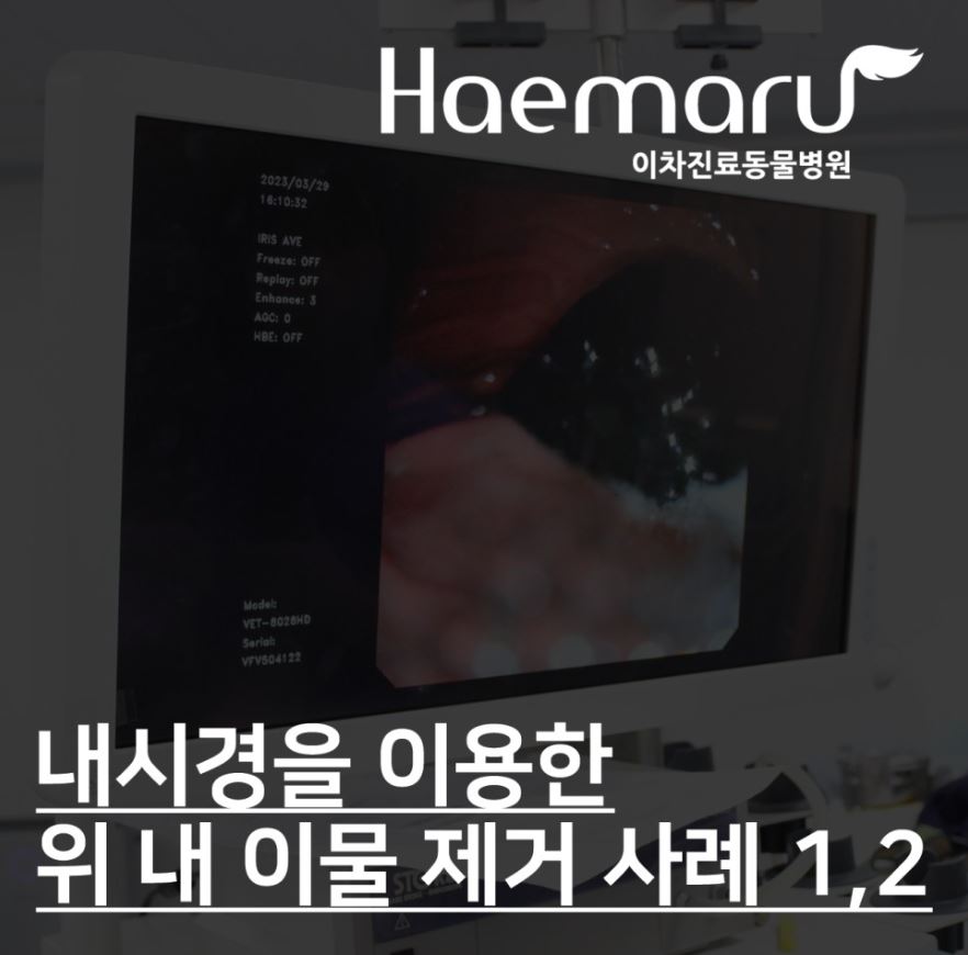 강아지 위 내 이물! 내시경을 이용한 이물 제거 사례 1,2 썸네일