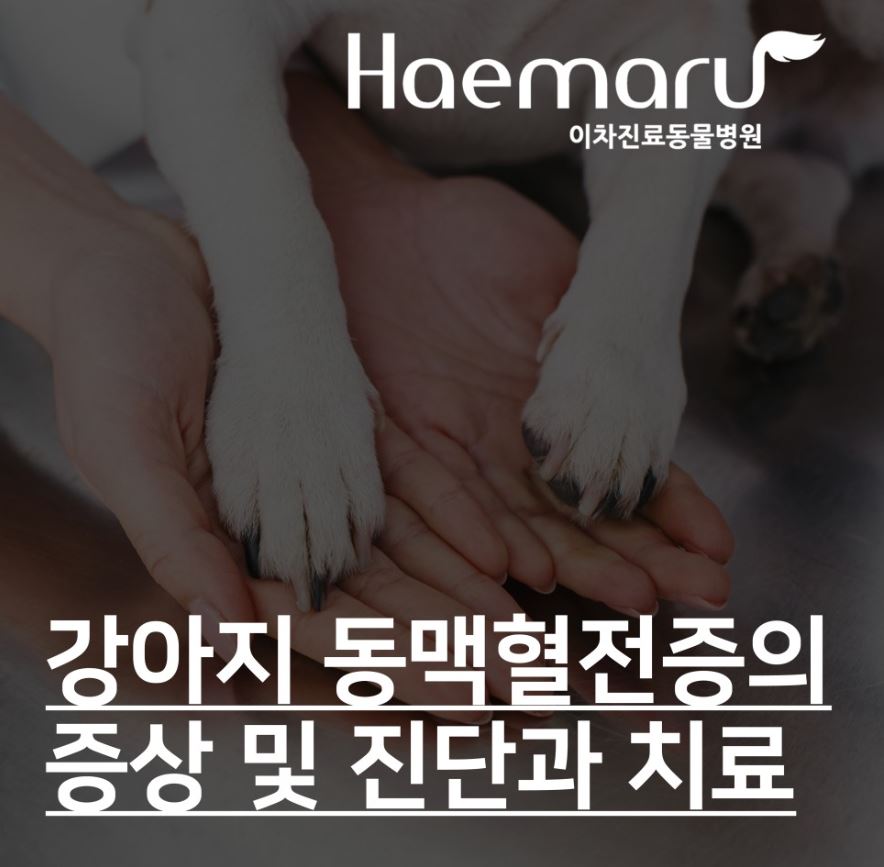 강아지 동맥혈전증의 증상 및 진단과 치료 썸네일