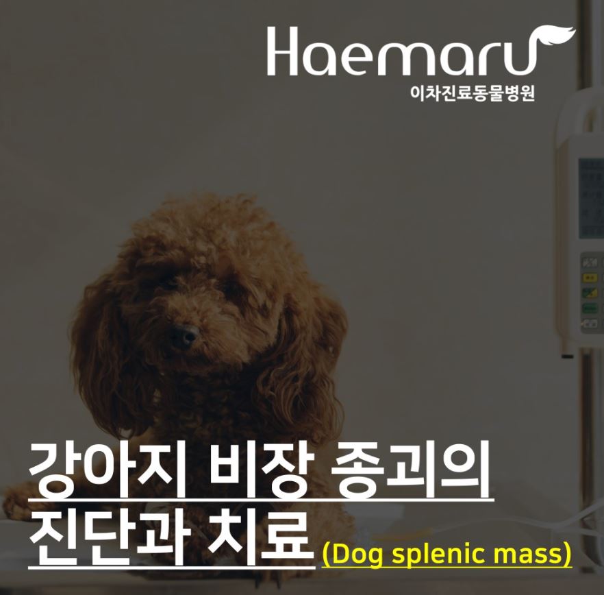 강아지 비장종양(Dog splenic mass) - 빈혈, 떨림, 기력저하 썸네일