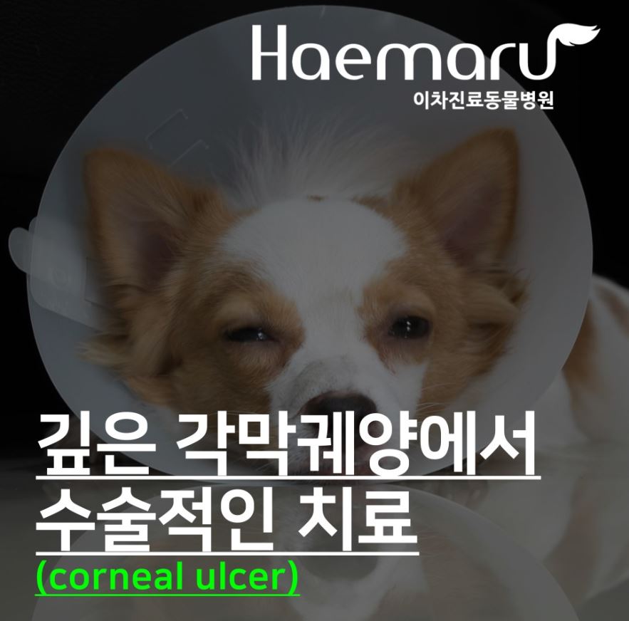 진료케이스 이미지