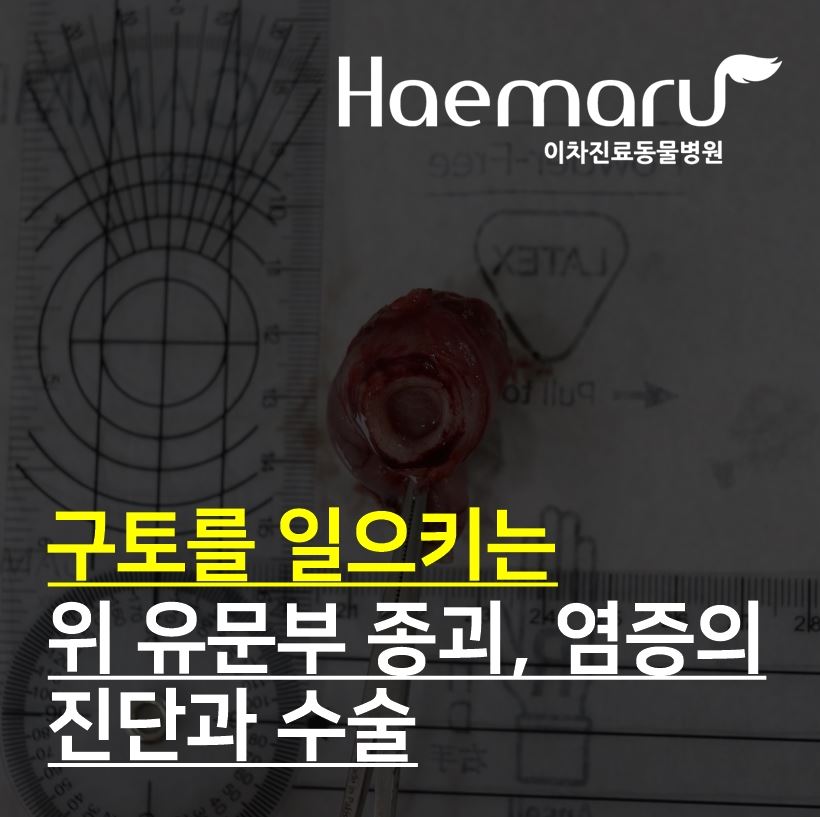 강아지 위 유문부 종괴, 염증의 진단과 수술 썸네일