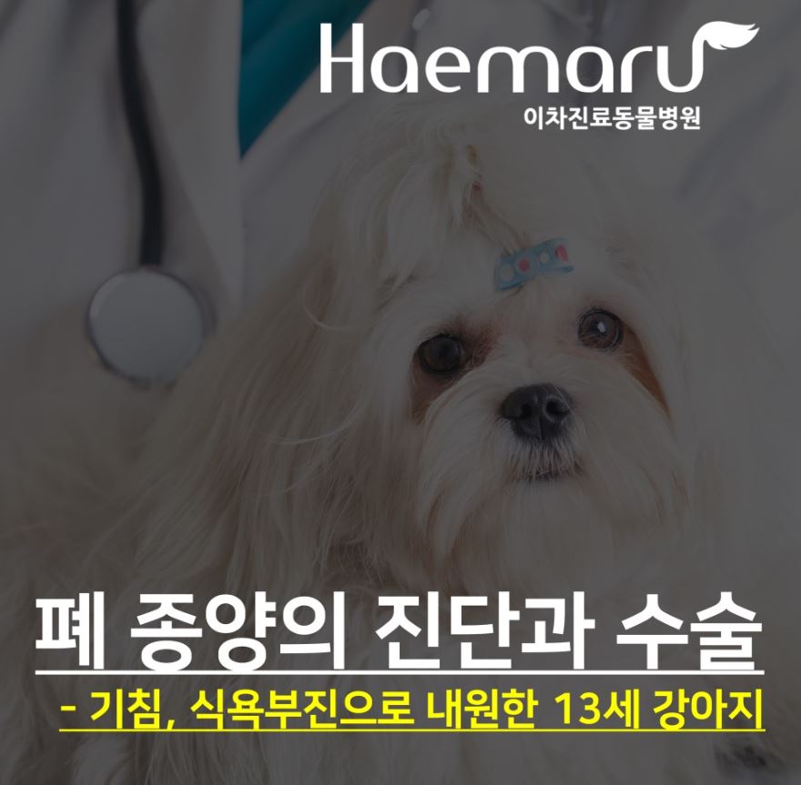 강아지, 고양이 폐 종양의 진단과 수술 썸네일