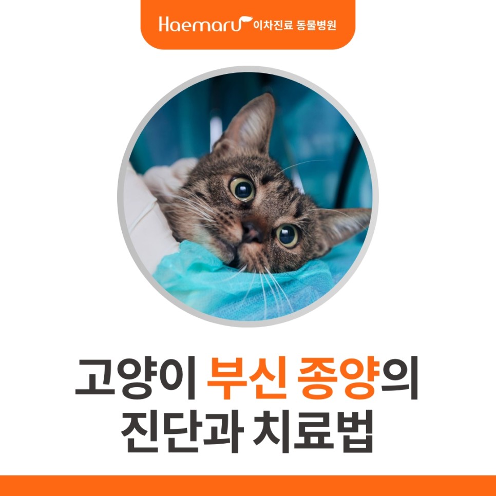 진료케이스 이미지