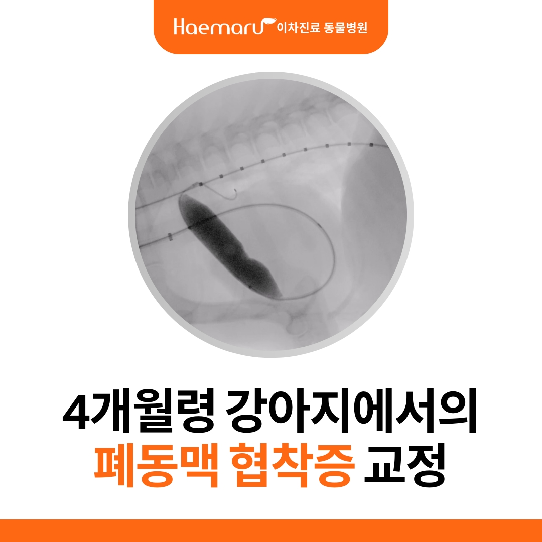 진료케이스 이미지