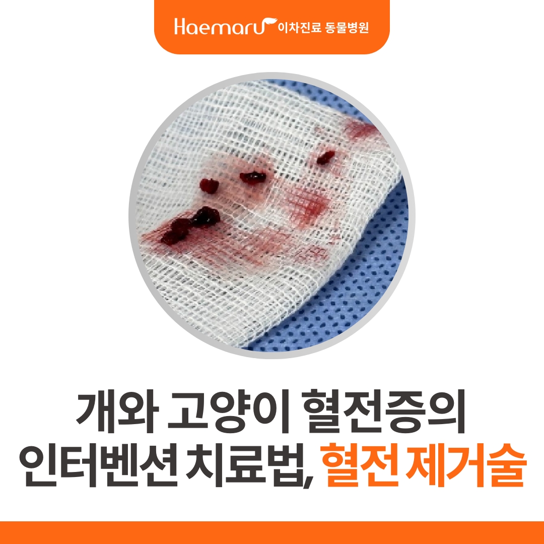 진료케이스 이미지