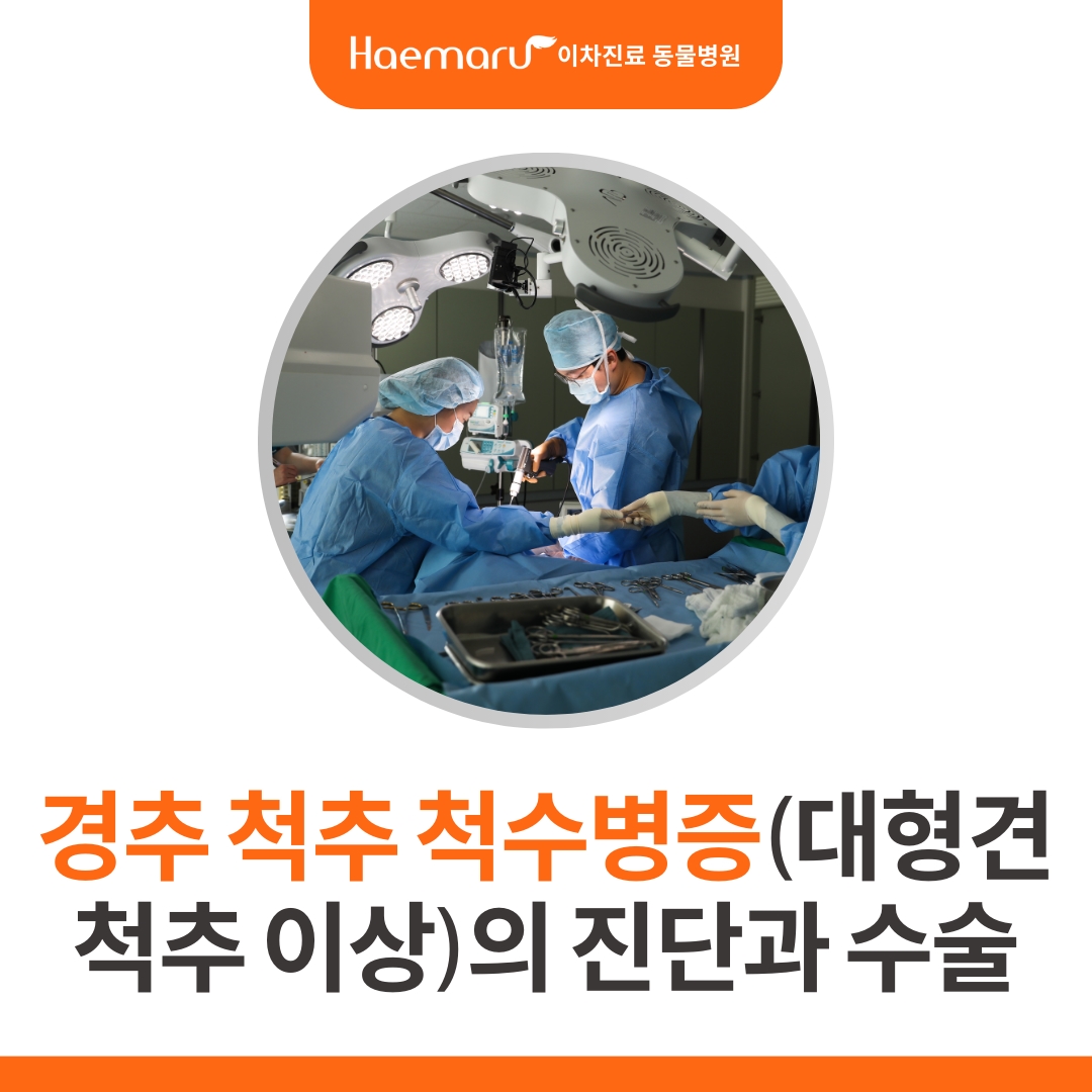 경추 척추 척수 병증 cervical spondylomyelopathy(wobbler syndrome)의 진단과 수술 썸네일