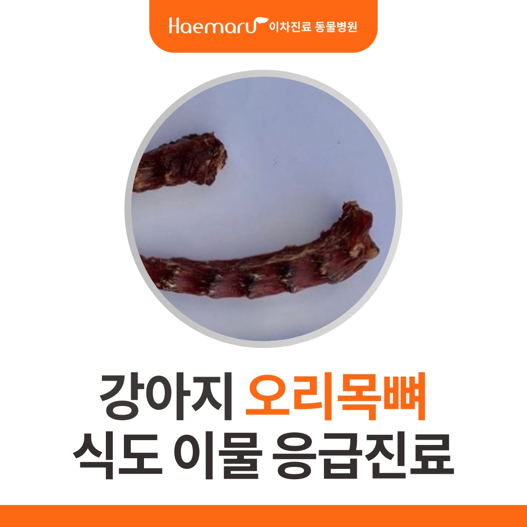 진료케이스 이미지