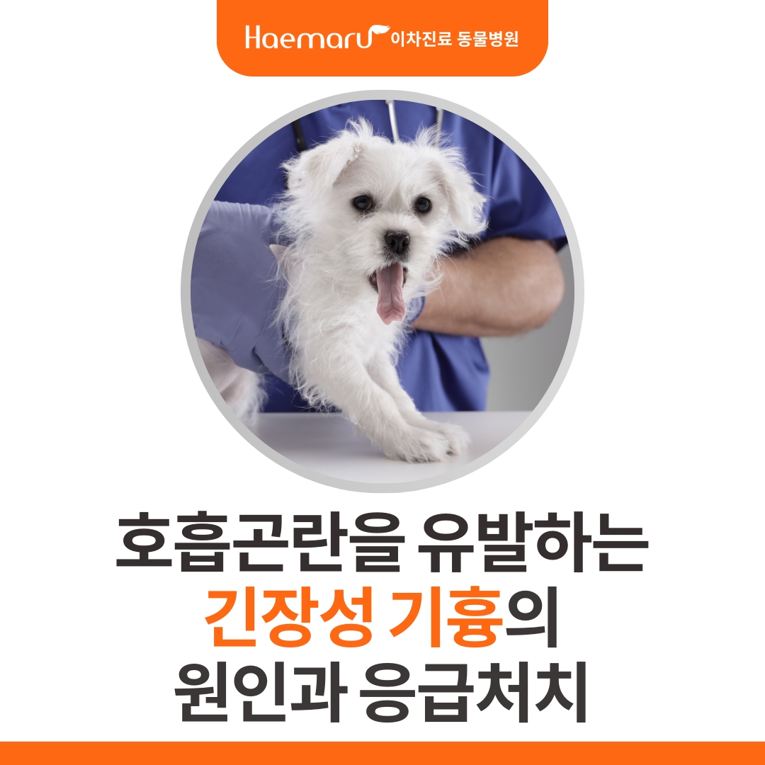 진료케이스 이미지