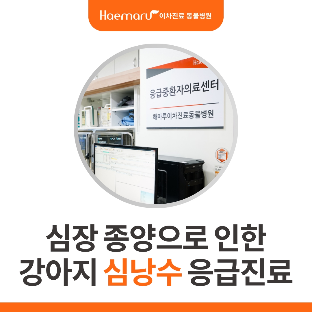 강아지 심낭수, 심장 압전 응급진료 썸네일