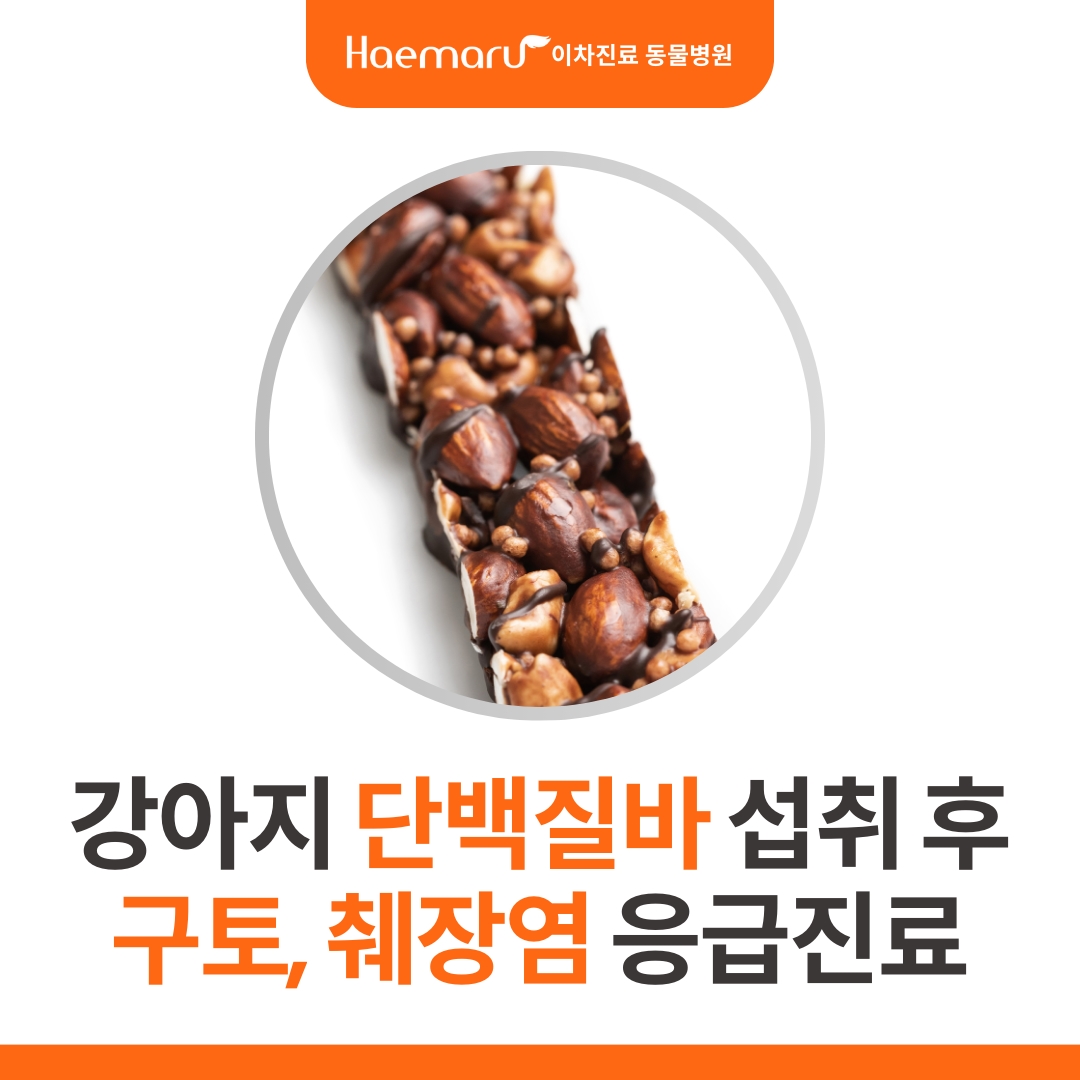 강아지 초콜릿 견과류 단백질바 섭취 응급진료 썸네일