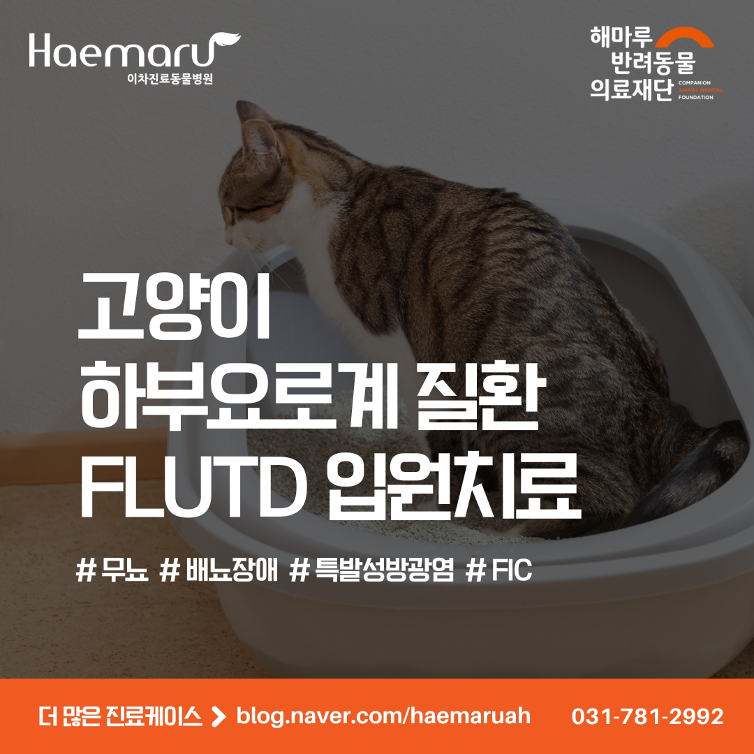 고양이 방광염, 무뇨 FLUTD 요로계 질환 입원치료 썸네일