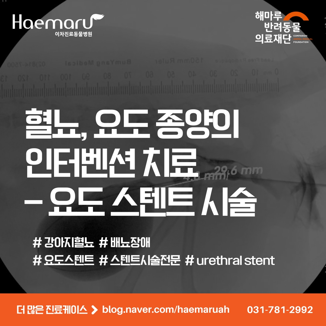 강아지 혈뇨, 요도 종양 환자의 요도 스텐트 시술(urethral stent) 썸네일