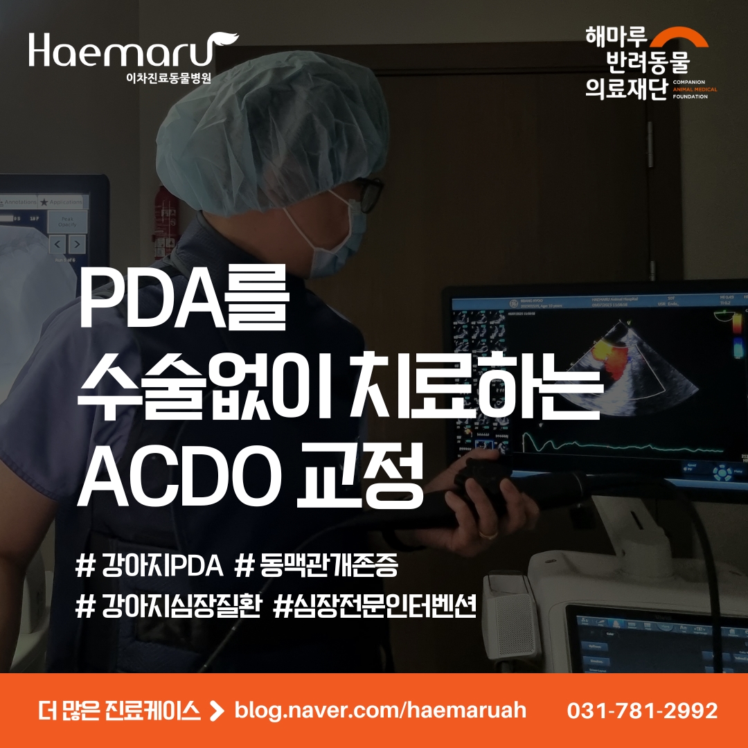 강아지 PDA 수술 없이 치료! 고령, 초소형견의 ACDO 교정 썸네일