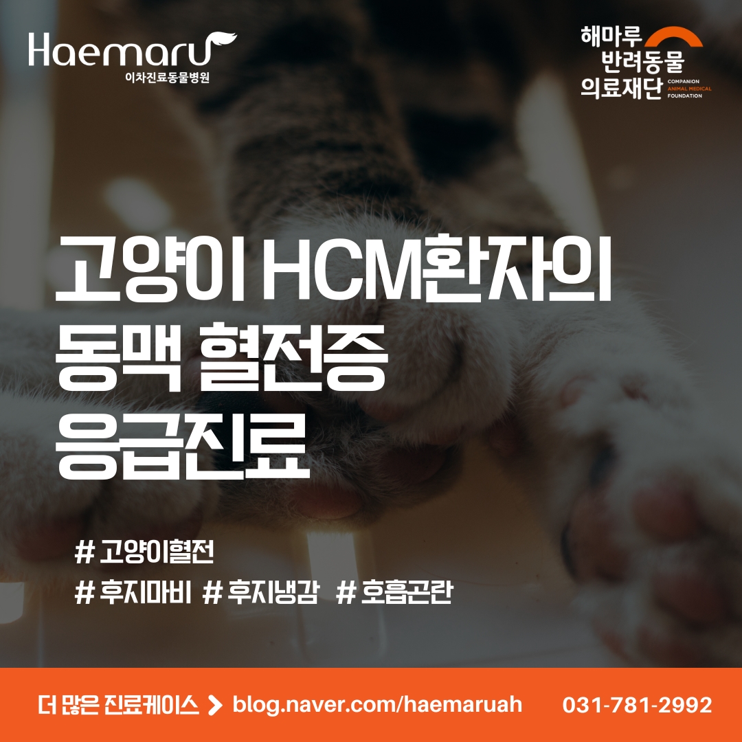 고양이 HCM 환자가 후지 냉감, 마비 보인다면? 동맥 혈전증 응급진료 썸네일