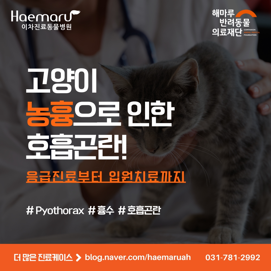 고양이 농흉(Pyothorax)으로 인한 호흡곤란! 응급진료부터 입원치료까지 썸네일