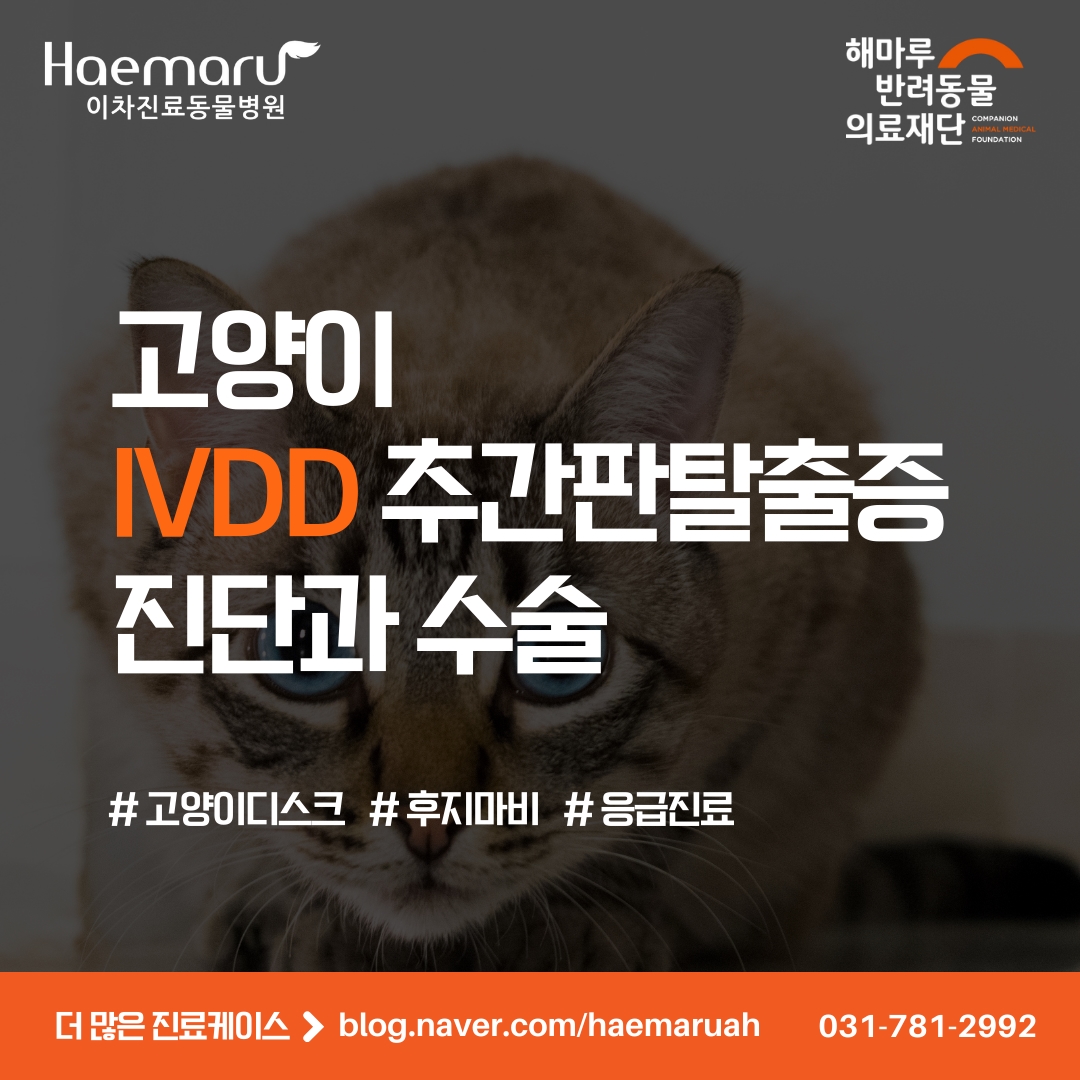 고양이 디스크 IVDD 추간판 탈출증 진단과 수술 썸네일