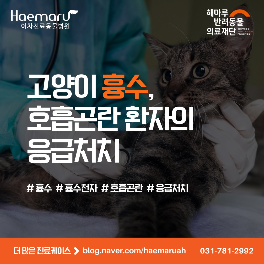 고양이 흉수, 호흡곤란 환자의 응급처치 - 흉수 천자를 통한 호흡 안정화 썸네일