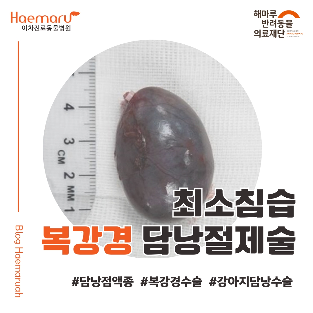 강아지 담낭 점액종 수술 - 최신 복강경을 이용한 최소절개/최소침습 담낭 절제술 썸네일