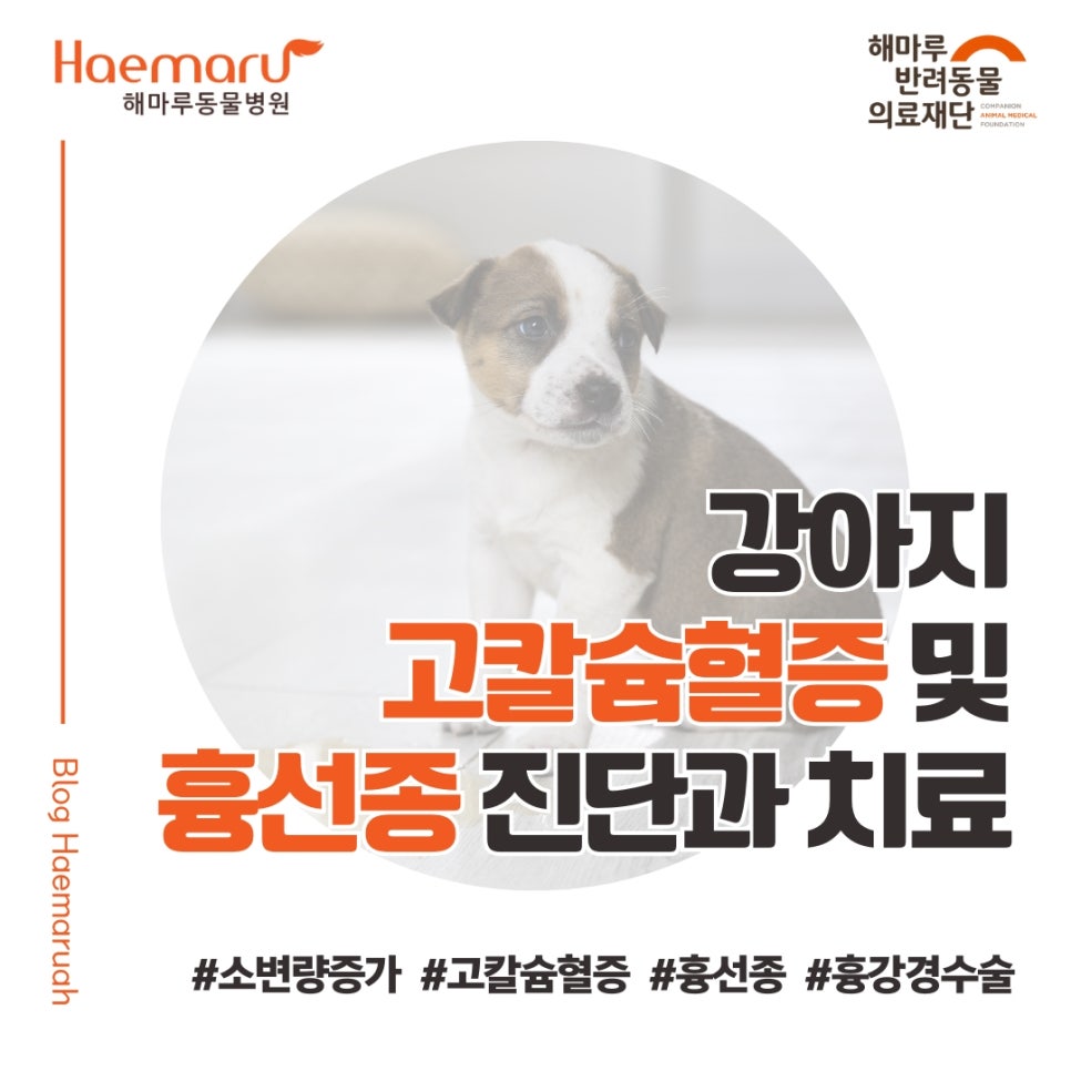 진료케이스 이미지